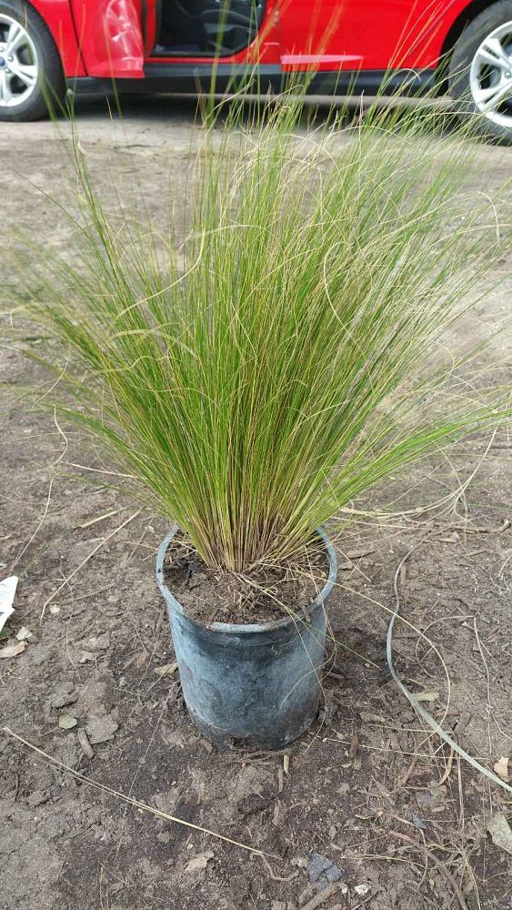 nassella-tenuissima-finestem-needlegrass-stipa-tenuissima