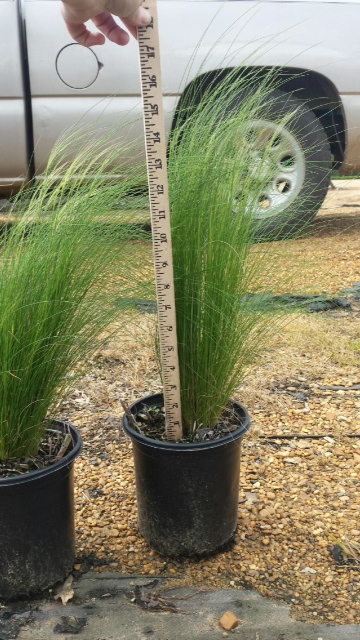 nassella-tenuissima-finestem-needlegrass-stipa-tenuissima