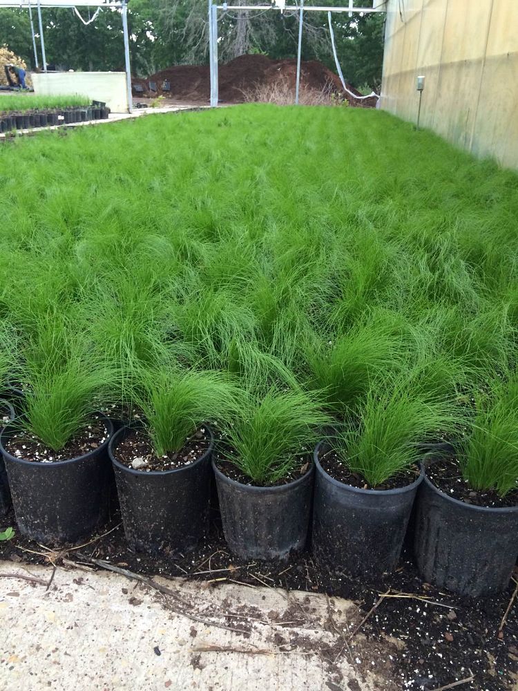nassella-tenuissima-finestem-needlegrass-stipa-tenuissima