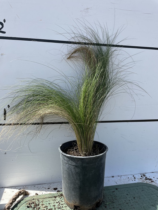 nassella-tenuissima-finestem-needlegrass-stipa-tenuissima