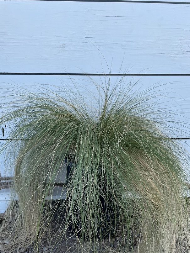 nassella-tenuissima-finestem-needlegrass-stipa-tenuissima