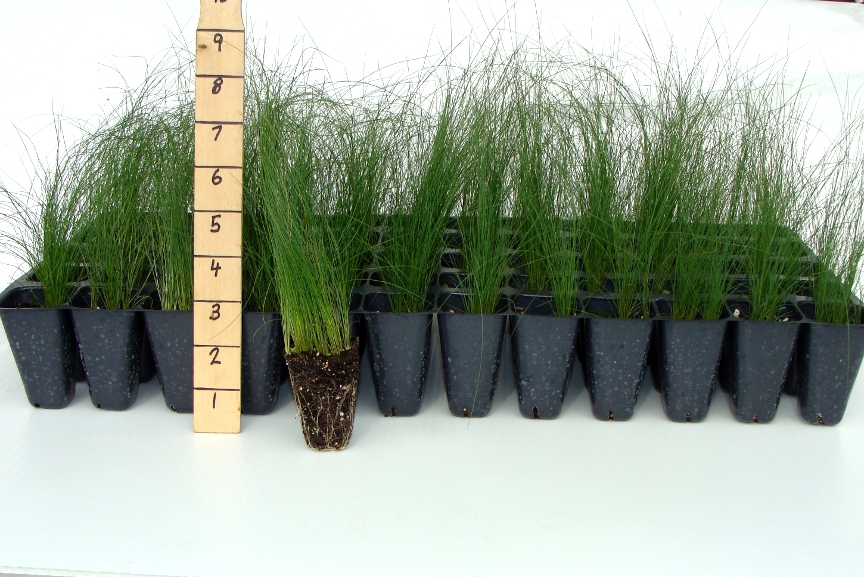 East Lake Nursery, Inc.