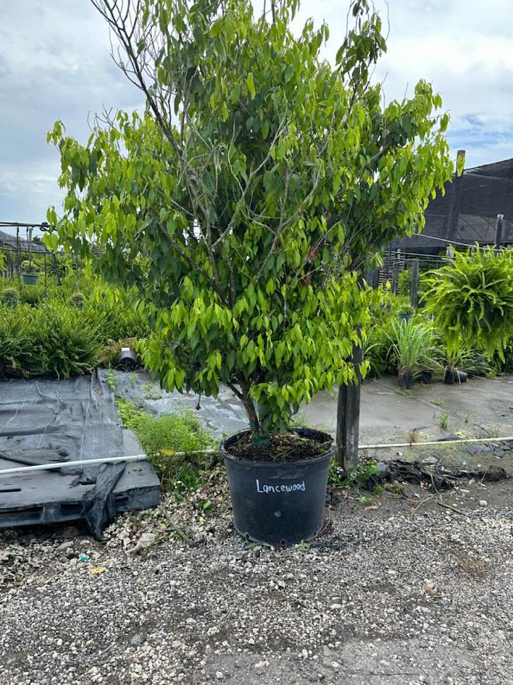 nectandra-coriacea-lancewood