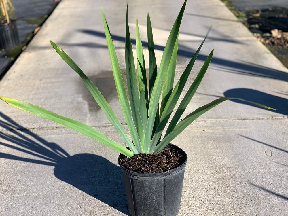 neomarica-caerulea-regina-regina-iris-giant-apostle-s-iris