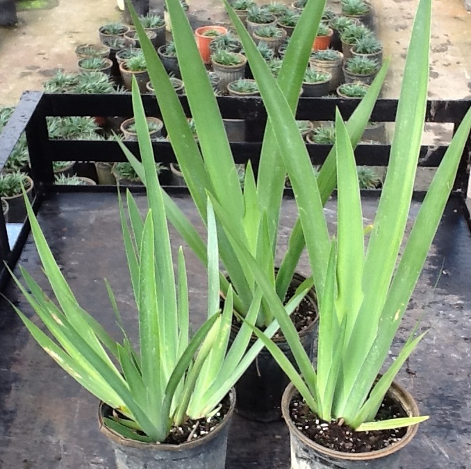 neomarica-caerulea-regina-regina-iris-giant-apostle-s-iris