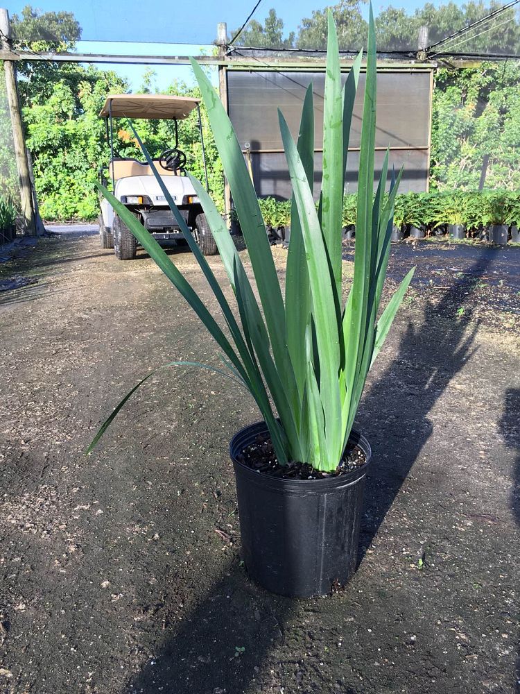 neomarica-caerulea-regina-regina-iris-giant-apostle-s-iris