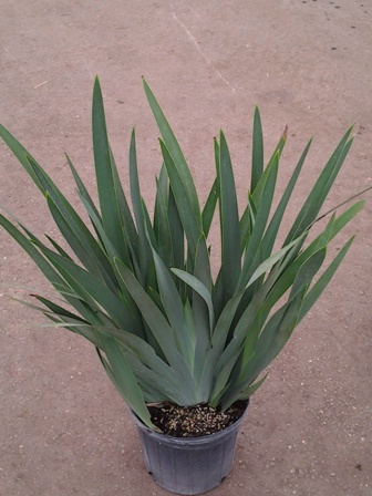 neomarica-caerulea-regina-regina-iris-giant-apostle-s-iris