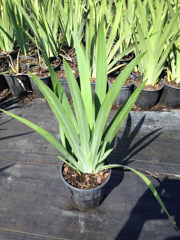 neomarica-caerulea-regina-regina-iris-giant-apostle-s-iris