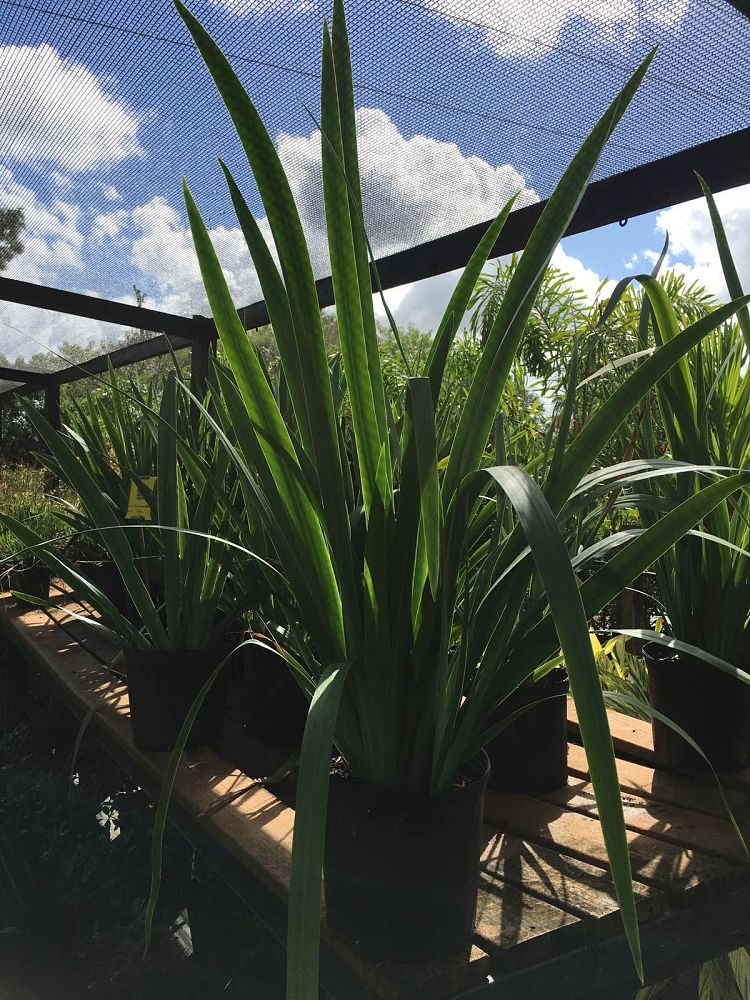neomarica-caerulea-regina-regina-iris-giant-apostle-s-iris
