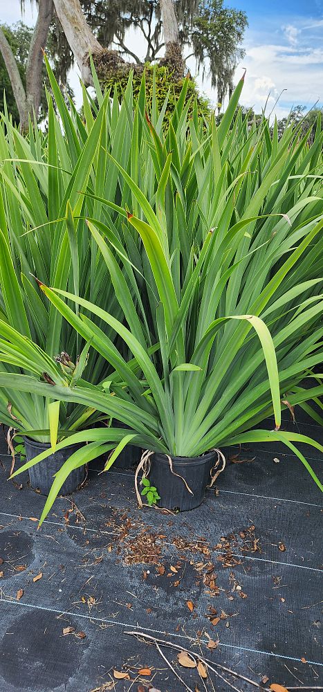 neomarica-caerulea-regina-regina-iris-giant-apostle-s-iris