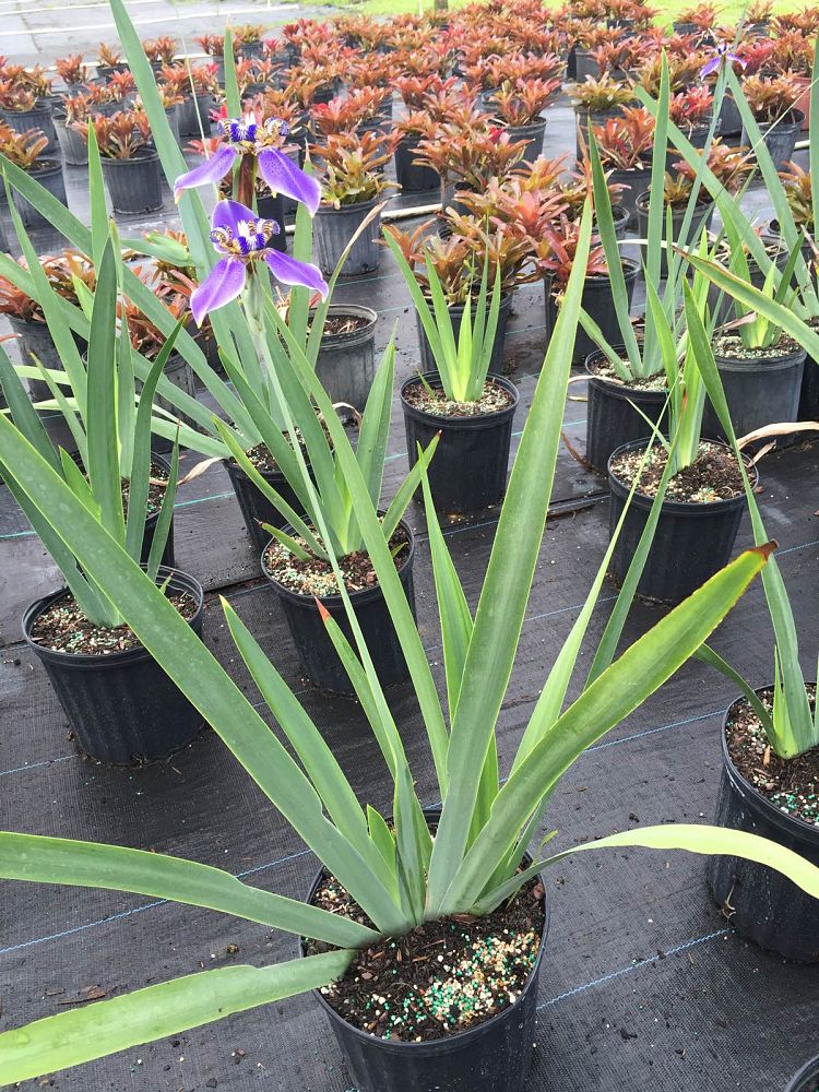 neomarica-caerulea-regina-regina-iris-giant-apostle-s-iris