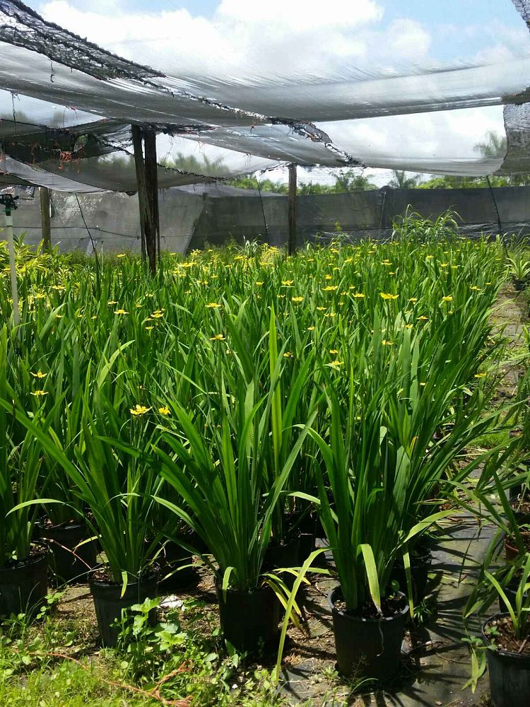 neomarica-caerulea-regina-regina-iris-giant-apostle-s-iris