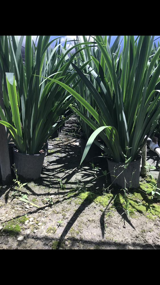 neomarica-caerulea-regina-regina-iris-giant-apostle-s-iris