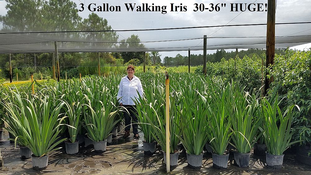 neomarica-caerulea-regina-regina-iris-giant-apostle-s-iris
