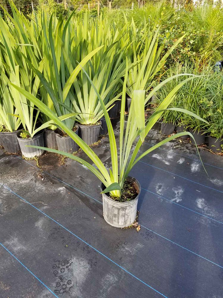neomarica-caerulea-regina-regina-iris-giant-apostle-s-iris