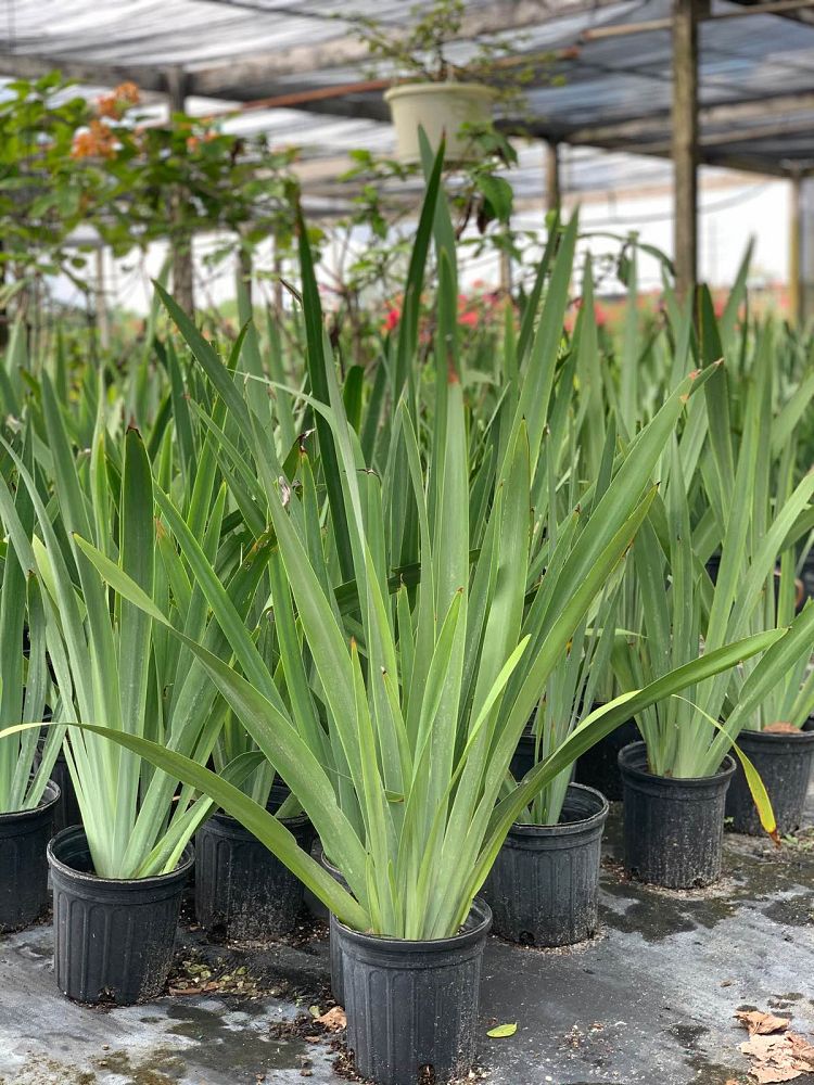 neomarica-caerulea-regina-regina-iris-giant-apostle-s-iris