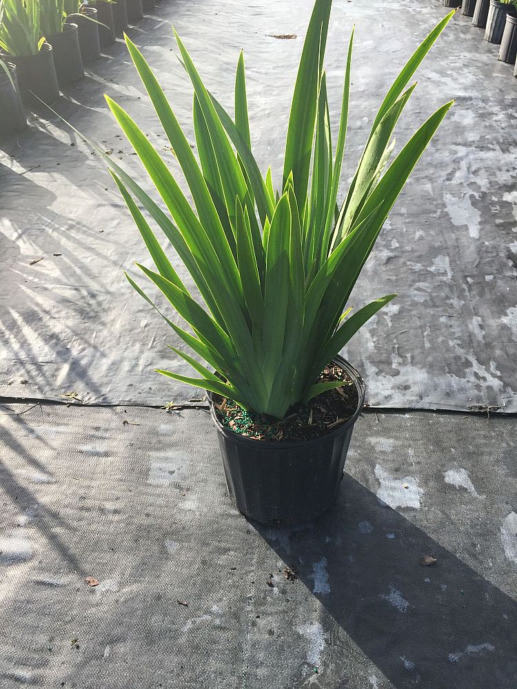 neomarica-caerulea-regina-regina-iris-giant-apostle-s-iris