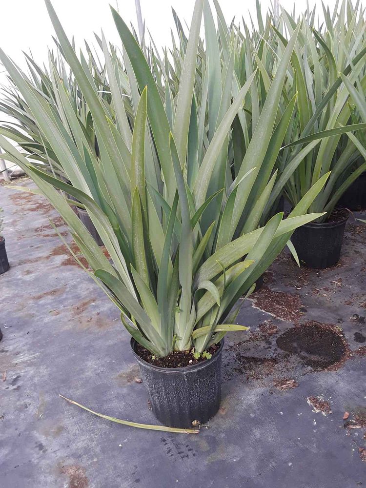 neomarica-caerulea-regina-regina-iris-giant-apostle-s-iris