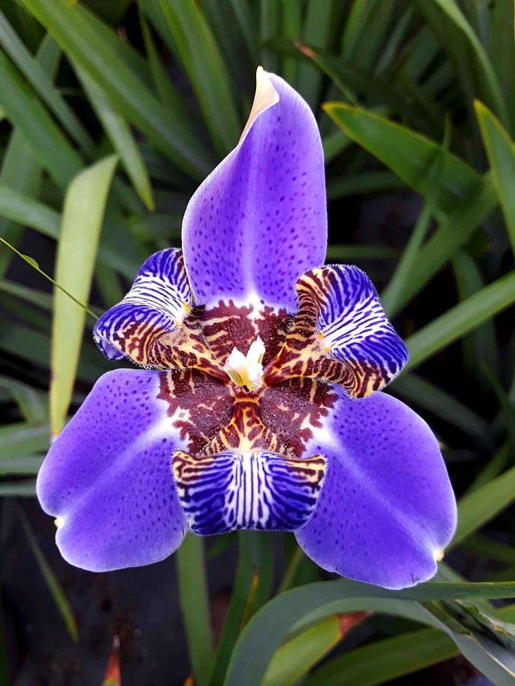 neomarica-caerulea-regina-regina-iris-giant-apostle-s-iris