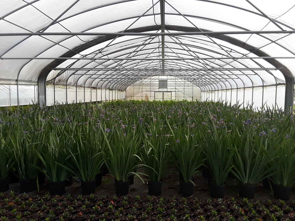 neomarica-caerulea-regina-regina-iris-giant-apostle-s-iris