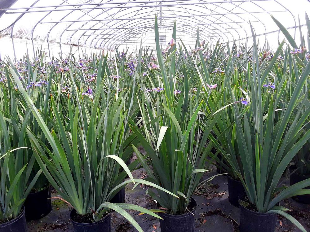 neomarica-caerulea-regina-regina-iris-giant-apostle-s-iris