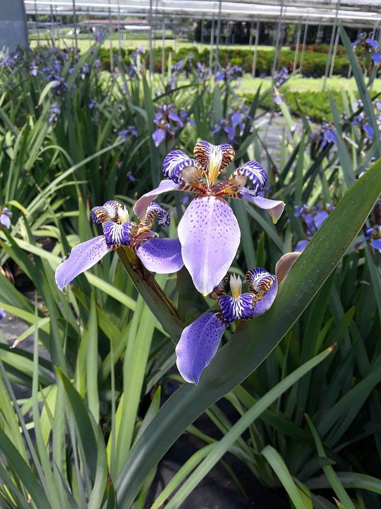 neomarica-caerulea-regina-regina-iris-giant-apostle-s-iris