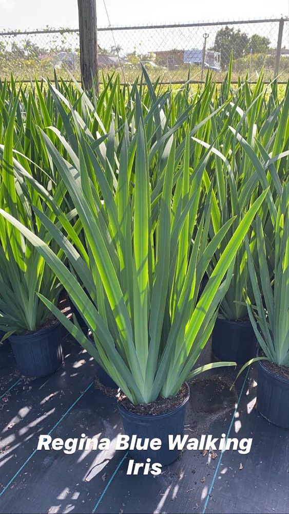 neomarica-caerulea-regina-regina-iris-giant-apostle-s-iris