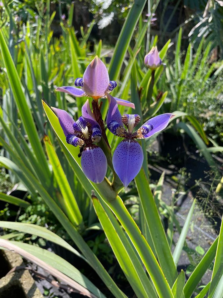 neomarica-caerulea-regina-regina-iris-giant-apostle-s-iris