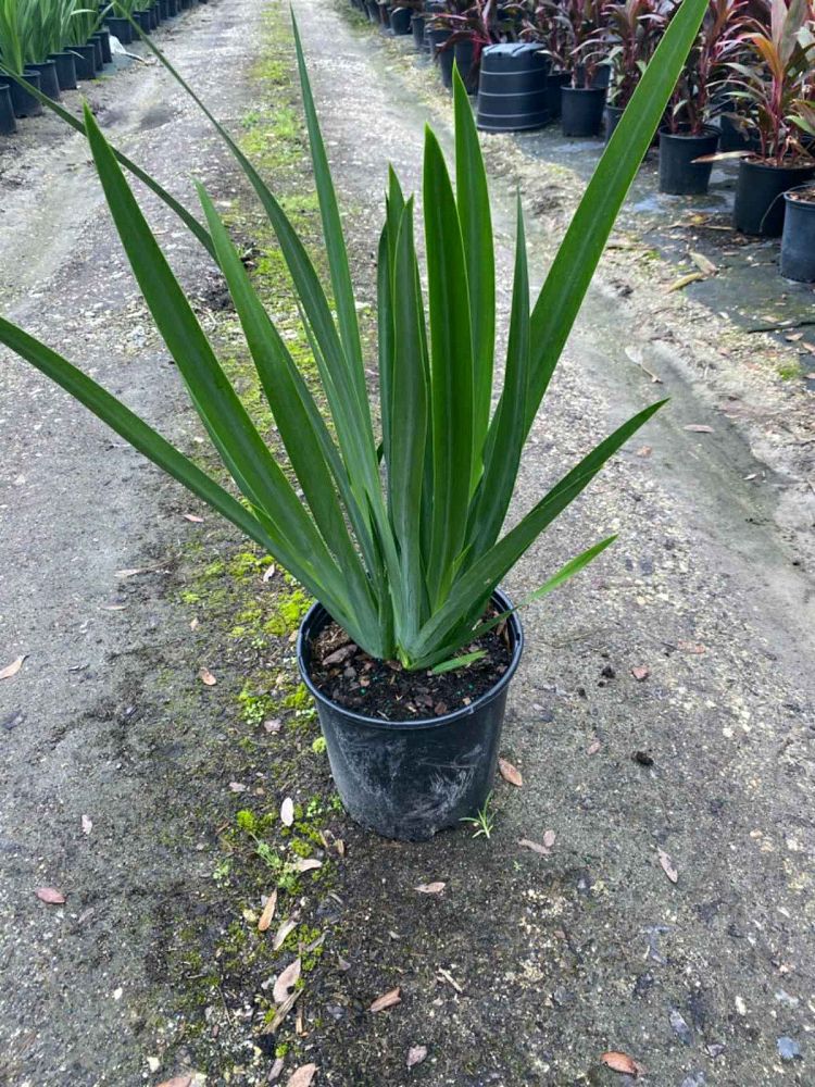 neomarica-caerulea-regina-regina-iris-giant-apostle-s-iris