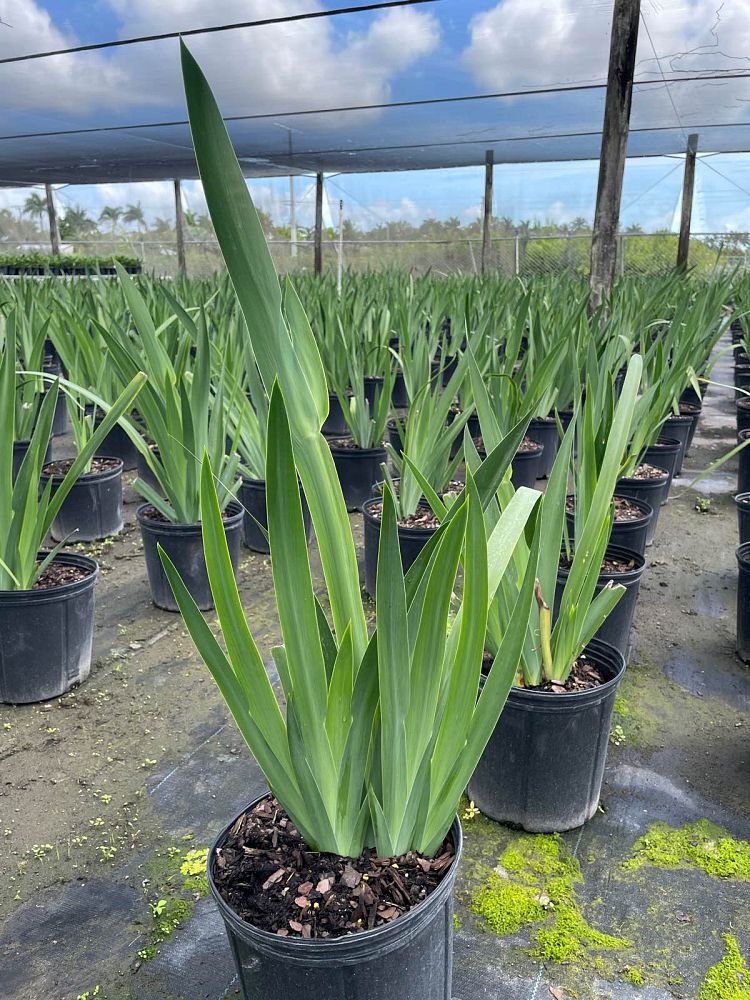 neomarica-caerulea-regina-regina-iris-giant-apostle-s-iris