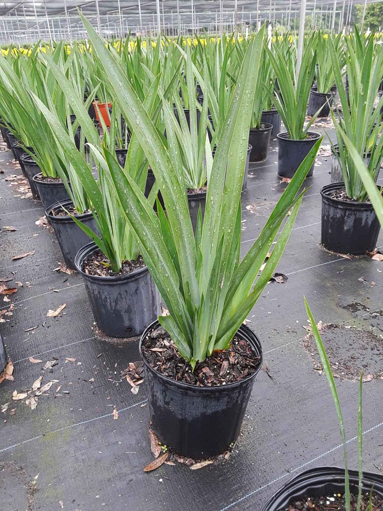 neomarica-caerulea-regina-regina-iris-giant-apostle-s-iris