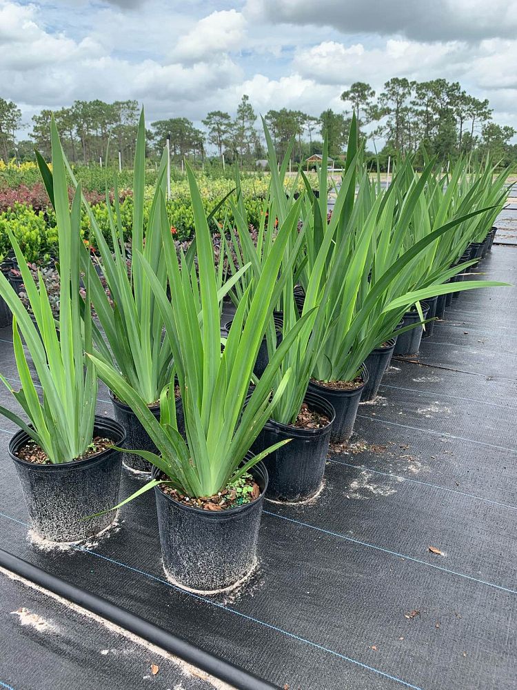 neomarica-caerulea-regina-regina-iris-giant-apostle-s-iris