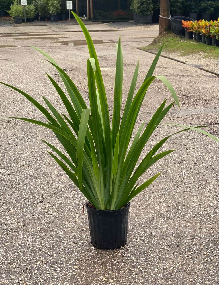 neomarica-caerulea-regina-regina-iris-giant-apostle-s-iris
