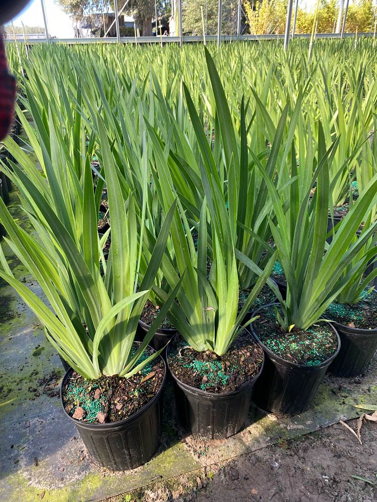 neomarica-caerulea-regina-regina-iris-giant-apostle-s-iris