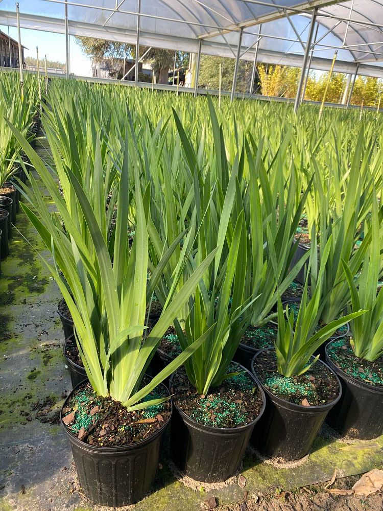 neomarica-caerulea-regina-regina-iris-giant-apostle-s-iris