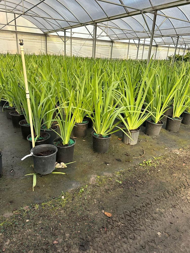 neomarica-caerulea-regina-regina-iris-giant-apostle-s-iris