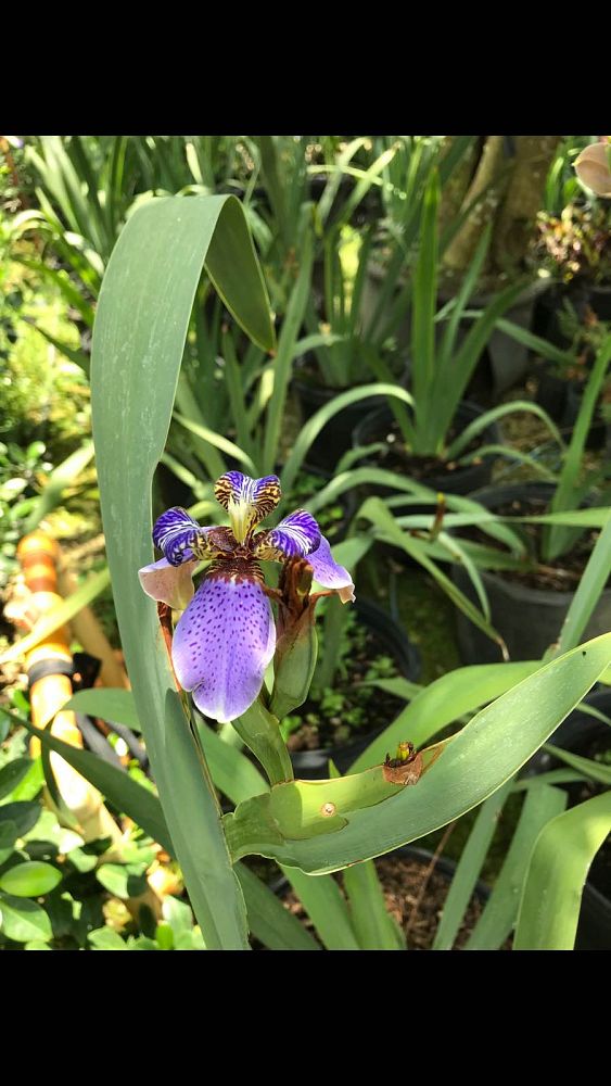 neomarica-caerulea-regina-regina-iris-giant-apostle-s-iris