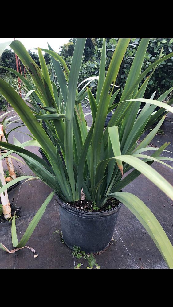 neomarica-caerulea-regina-regina-iris-giant-apostle-s-iris