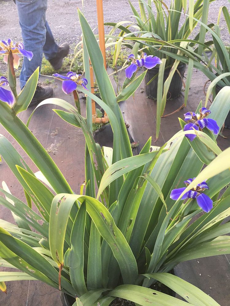 neomarica-caerulea-regina-regina-iris-giant-apostle-s-iris