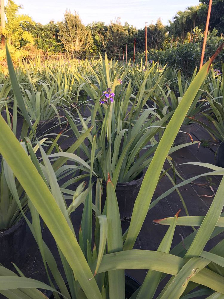 neomarica-caerulea-regina-regina-iris-giant-apostle-s-iris
