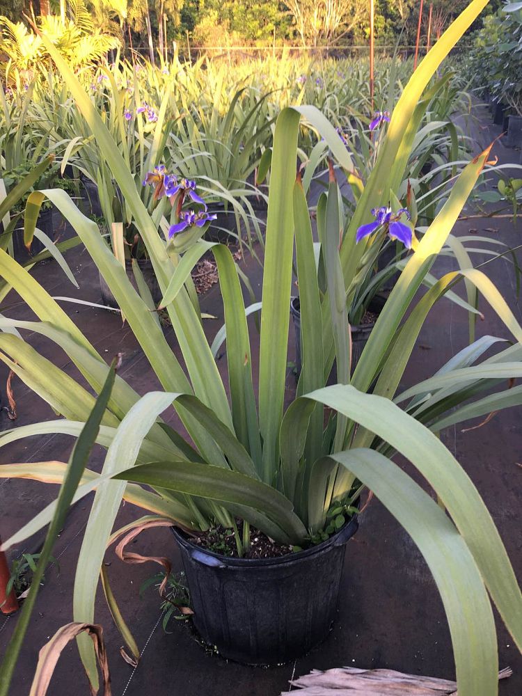 neomarica-caerulea-regina-regina-iris-giant-apostle-s-iris