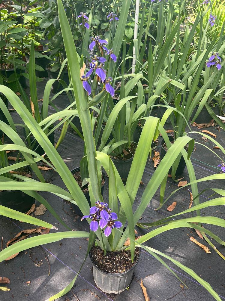 neomarica-caerulea-regina-regina-iris-giant-apostle-s-iris