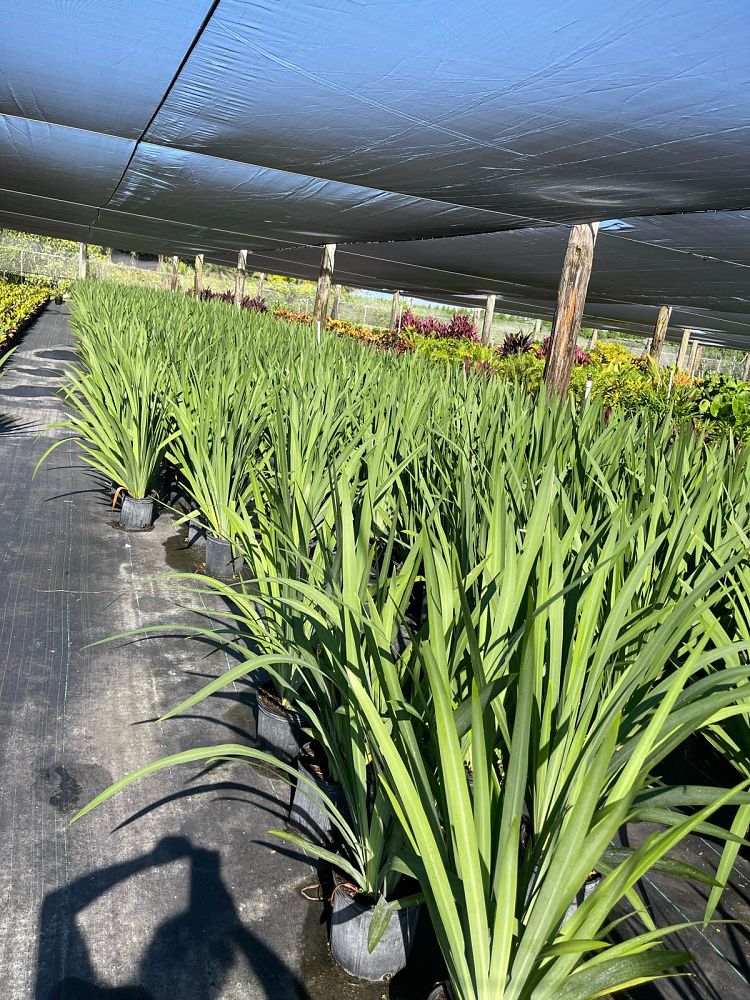 neomarica-caerulea-regina-regina-iris-giant-apostle-s-iris