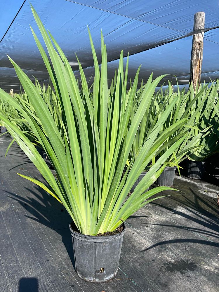 neomarica-caerulea-regina-regina-iris-giant-apostle-s-iris