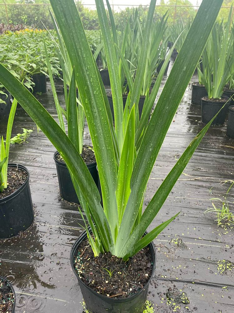 neomarica-caerulea-regina-regina-iris-giant-apostle-s-iris
