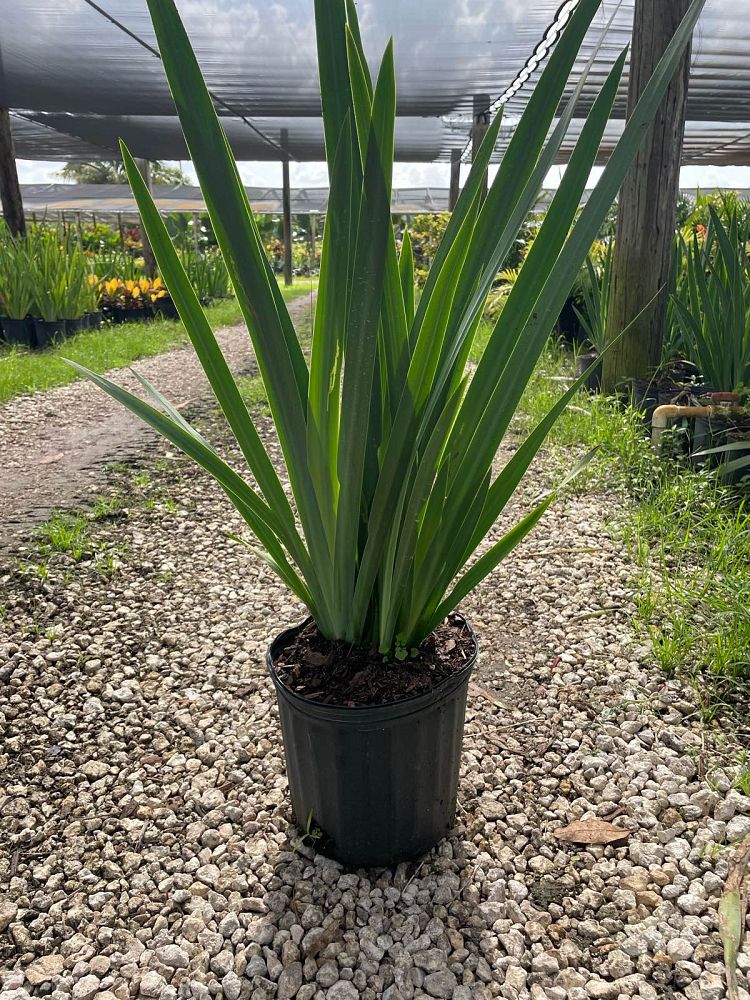 neomarica-caerulea-regina-regina-iris-giant-apostle-s-iris