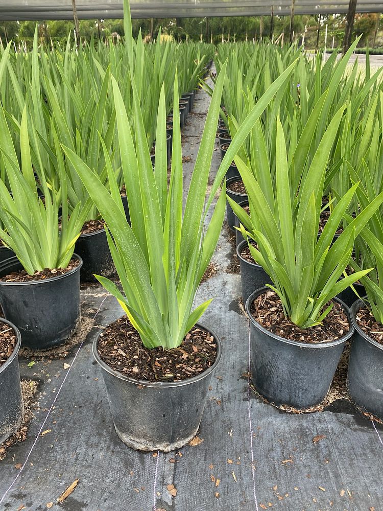 neomarica-caerulea-regina-regina-iris-giant-apostle-s-iris