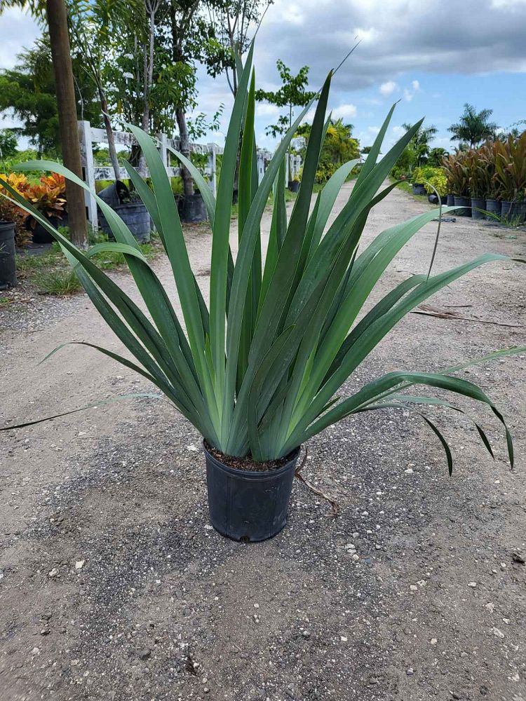 neomarica-caerulea-regina-regina-iris-giant-apostle-s-iris