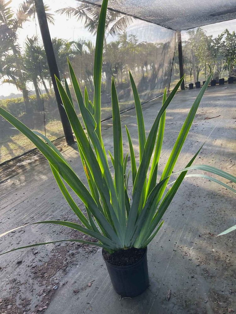 neomarica-caerulea-regina-regina-iris-giant-apostle-s-iris