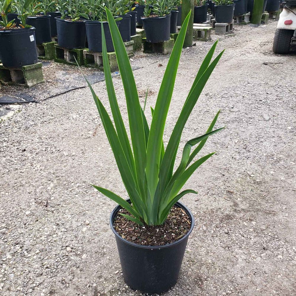neomarica-caerulea-regina-regina-iris-giant-apostle-s-iris